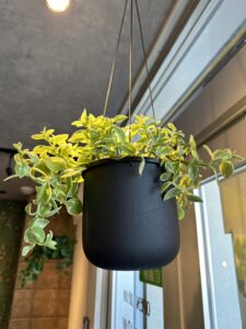 事務所 店舗 観葉植物 ハンギングポット ライティングレール リノベーション