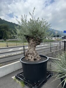 新居浜 多肉植物 ｲﾝﾃﾘｱ ｴｸｽﾃﾘｱ ﾊﾟｰﾄﾅｰ業者様 大星