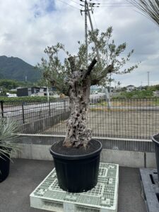 新居浜 多肉植物 ｲﾝﾃﾘｱ ｴｸｽﾃﾘｱ ﾊﾟｰﾄﾅｰ業者様 大星